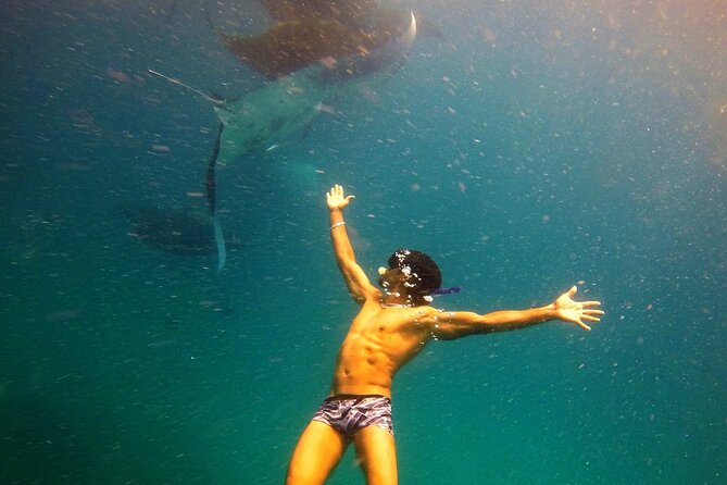Hanifaru Bay Snorkeling with Whale sharks & Mana Rays - Meeting at Dharavandhoo Harbour at 9:30 am