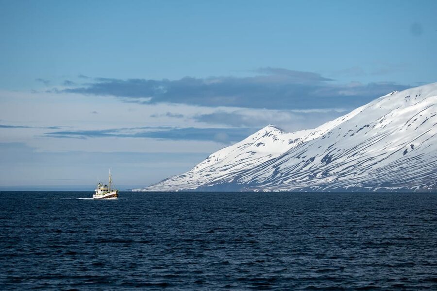Hauganes: Whale Watching North Iceland - Why Hauganes is a smart base for whale watching