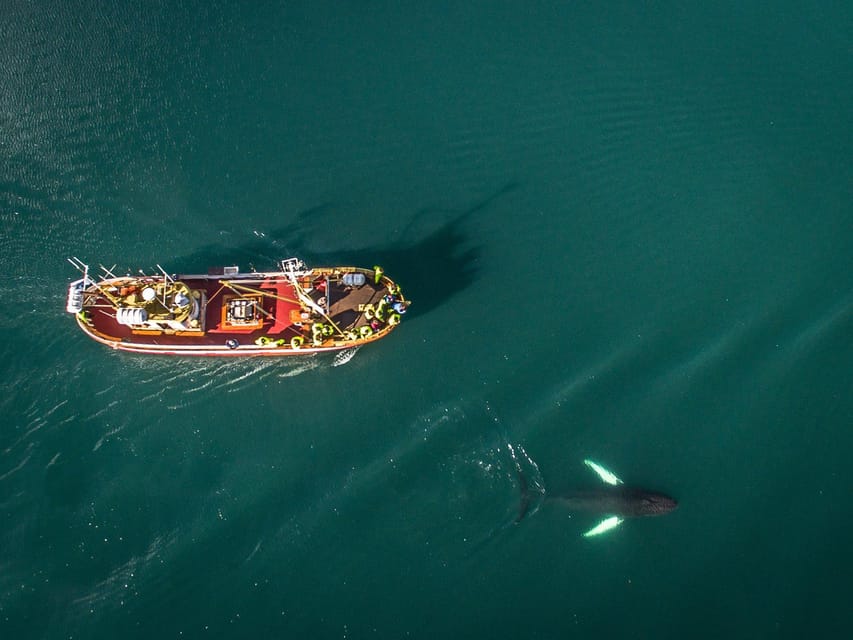 Hauganes: Whale Watching North Iceland - The value of $106 per person