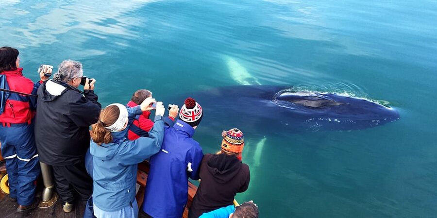 Hauganes: Whale Watching North Iceland - Booking details that matter
