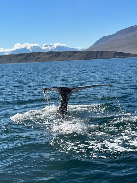 Hauganes: Whale Watching North Iceland - A historic fishing boat with a practical purpose