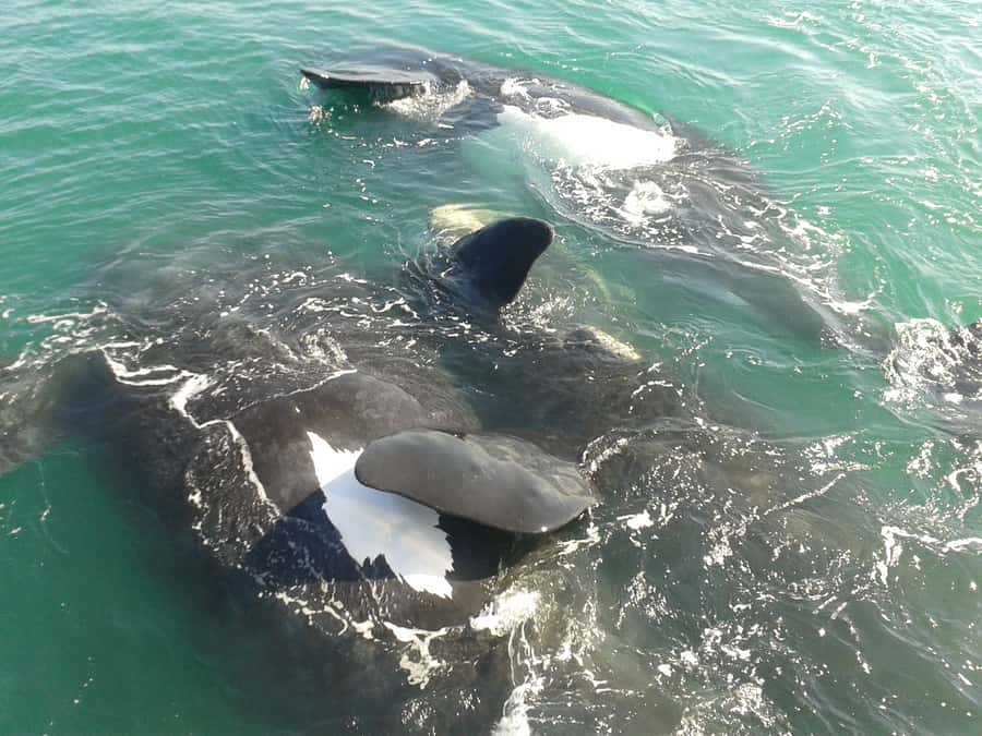 Hermanus: Boat Based Whale Watching Experience - Key points at a glance