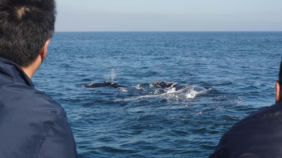 Hermanus: Boat Based Whale Watching Experience - Watching whales without crowding them