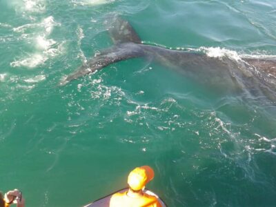 Hermanus: Boat Based Whale Watching Experience