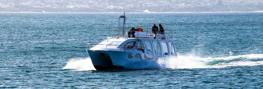 Hermanus: Boat Based Whale Watching Experience - Dolphins, seals, seabirds, and bonus sightings