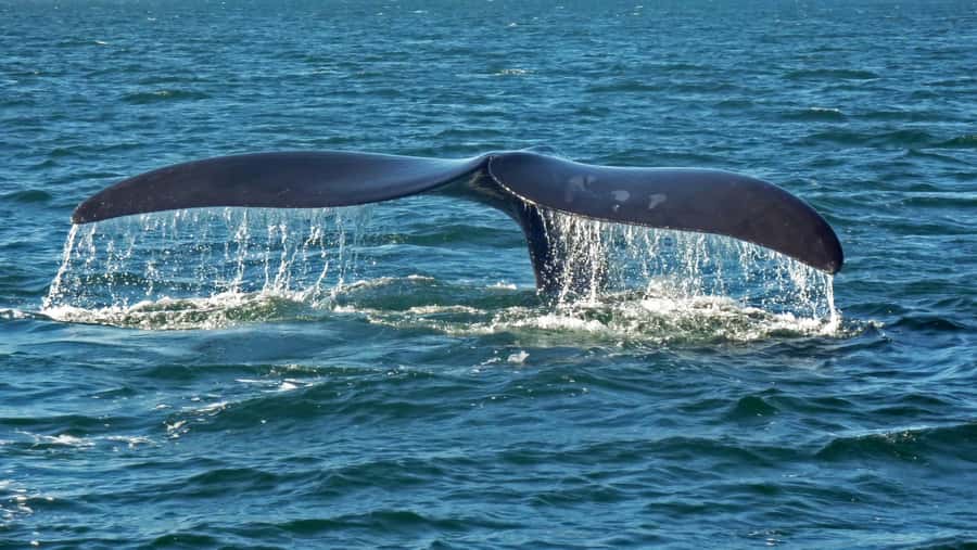 Hermanus: Boat Based Whale Watching Experience - Choosing the best season