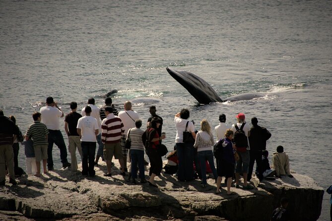Hermanus Land based Whale Tour with Dave de Beer - Why a private tour changes the experience