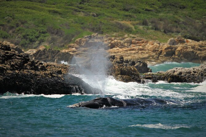 Hermanus Land based Whale Tour with Dave de Beer - Who will get the most from this Hermanus whale tour