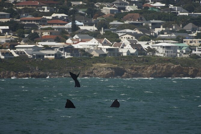 Hermanus Land based Whale Tour with Dave de Beer - Practical details for a smoother outing