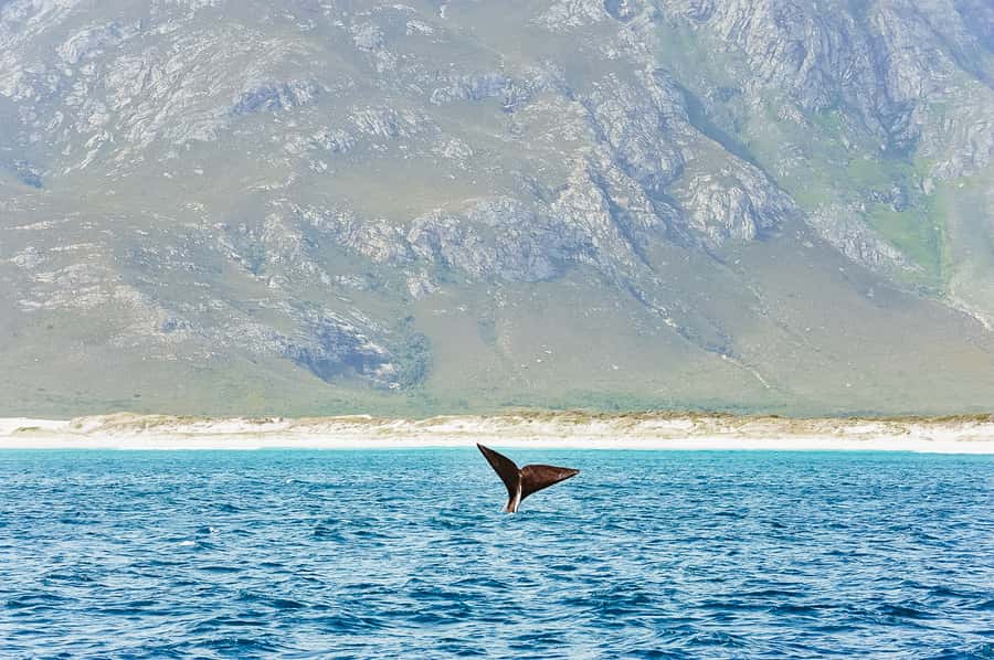 Hermanus: Whale and Dolphin Watching Boat Trip - Key points to know before you book