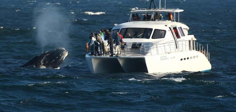 Hermanus: Whale and Dolphin Watching Boat Trip - Starting at the Whale Shack in New Harbour