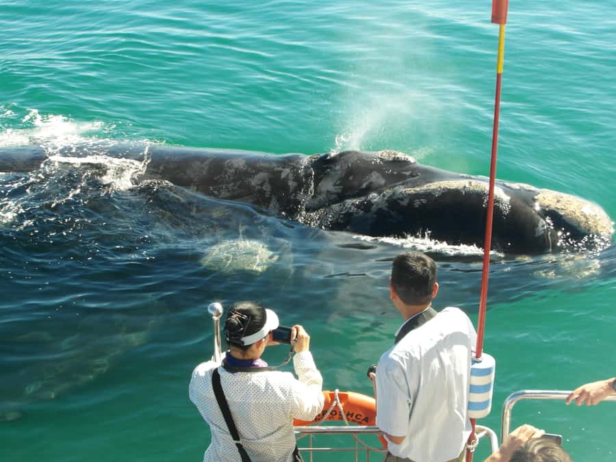Hermanus: Whale and Dolphin Watching Boat Trip - Southern right whales, calves, and close encounters