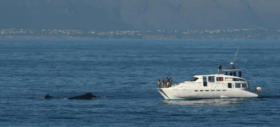 Hermanus: Whale and Dolphin Watching Boat Trip - Dolphins, Bryde’s whales, and seals add variety