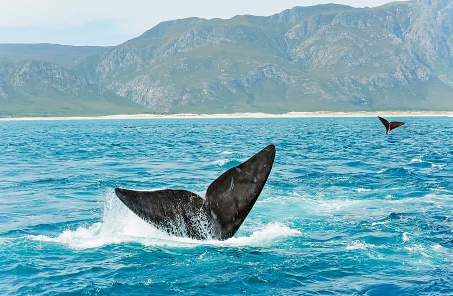 Hermanus: Whale and Dolphin Watching Boat Trip - Choosing your place on the catamaran
