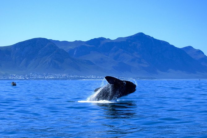 Hermanus Whale Coast Wine Tour (Cape To Grape Wine Tours) - Hamilton Russell starts the tasting day