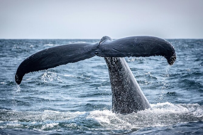 Hermanus Whale Watching and Wine Tasting - Benguela Cove for ocean views and wine