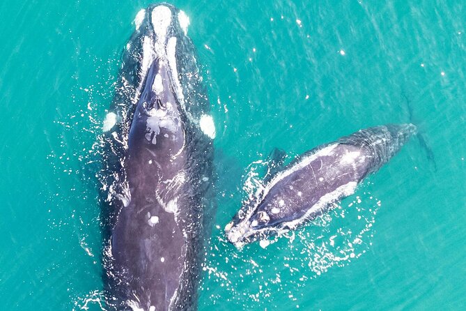 Hermanus Whale Watching and Wine Tasting - What $235 includes, and what it does not
