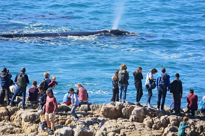 Hermanus Whale Watching and Wine Tasting Private Tour - Why Hermanus makes a strong whale-watching day trip