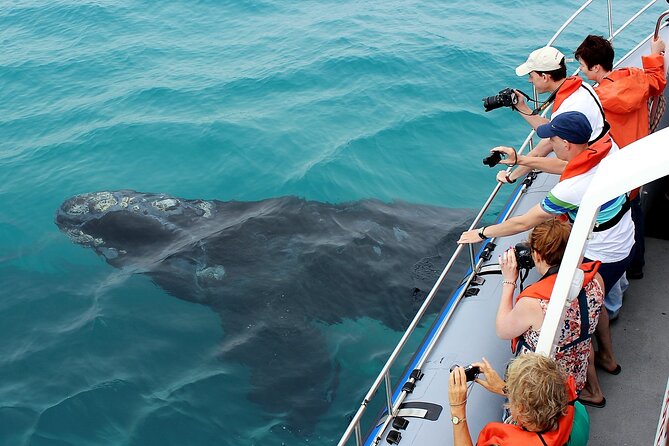 Hermanus Whale Watching and Wine Tasting Private Tour - Three hours on the water with Hermanus Whale Cruises
