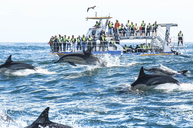 Hermanus Whale Watching and Wine Tasting Private Tour - Lunch at Lemonicious in Hermanus