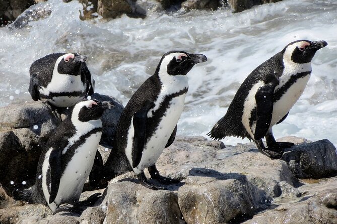Hermanus Whale Watching and Wine Tasting Private Tour - What the $300 price includes, and what it does not