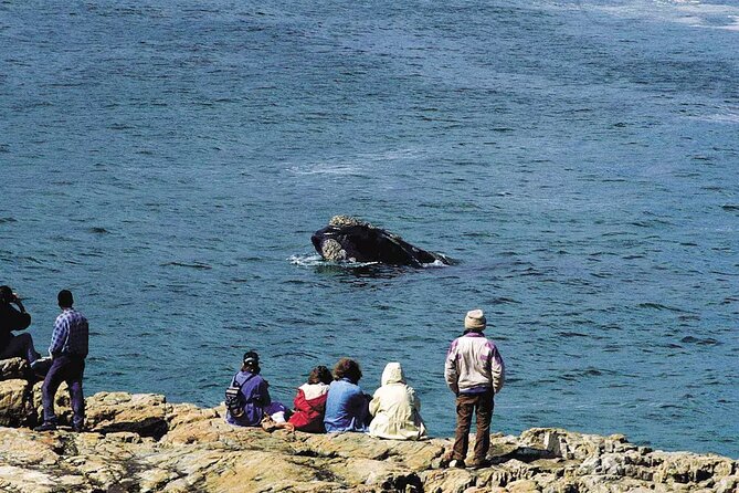 Hermanus Whale Watching and Wine Tasting Private Tour - The 5:30 a.m. start and the road to Hermanus
