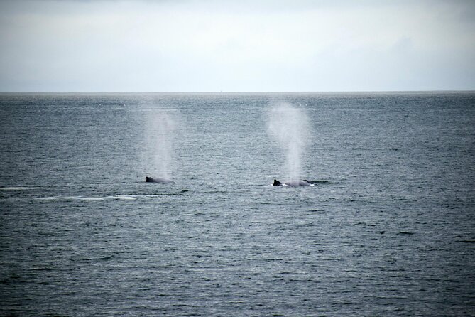 Hermanus Whale Watching and Wine Tasting - Dave de Beer and four hours around Hermanus