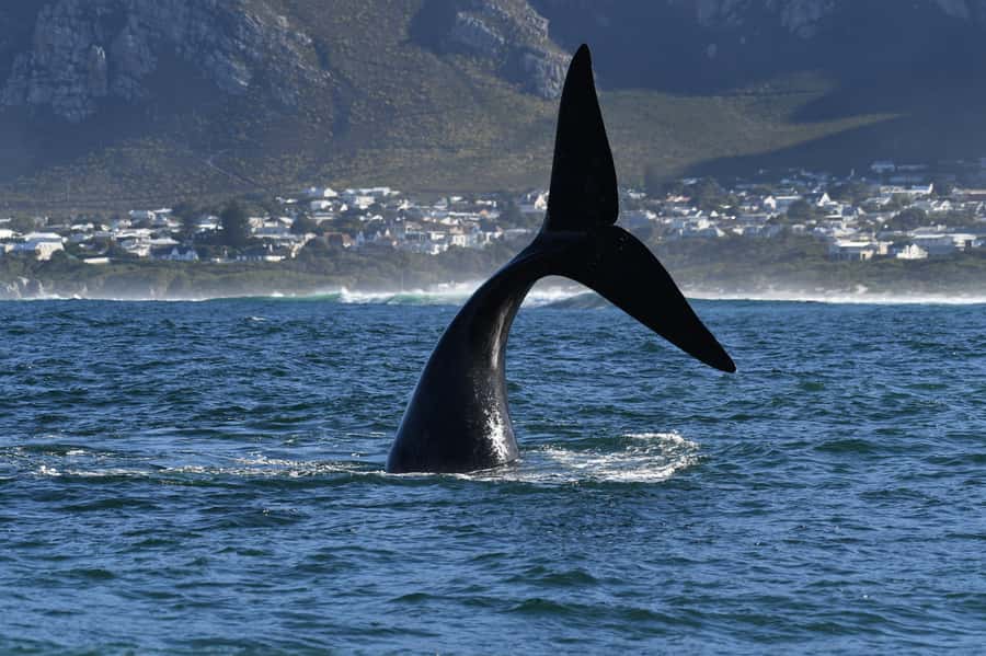 Hermanus: Whale Watching and Wine Testing - The Hermanus waterfront and Walker Bay