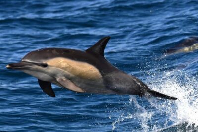 Hermanus: Whale Watching and Wine Testing