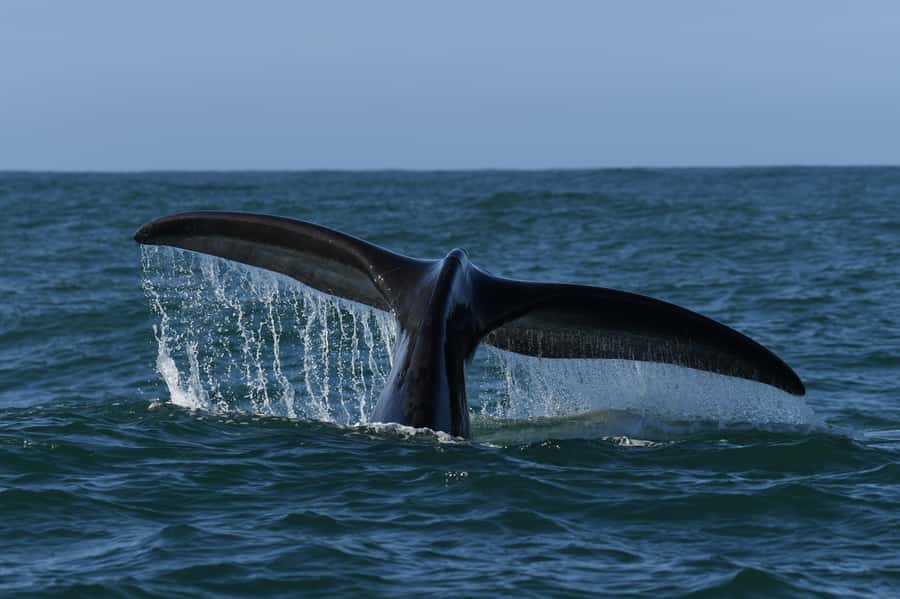 Hermanus: Whale Watching and Wine Testing - Price, timing, and what you really pay