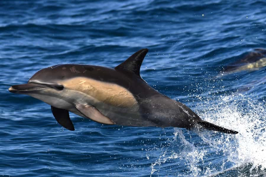 Hermanus: Whale Watching and Wine Testing - Pickup from Cape Town and the road to Hermanus