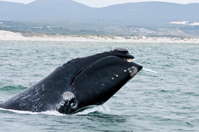 Hermanus Whale Watching Day Trip from Cape Town - Why Hermanus is worth the long day from Cape Town