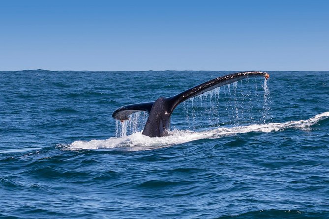 Hermanus Whale Watching & Penguins Shared Tour from Cape Town - A coastal lunch at Fusion Restaurant