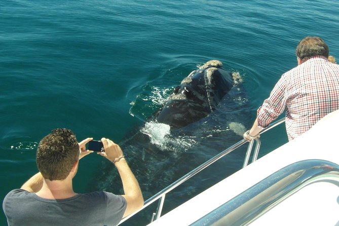Hermanus Whale Watching & Penguins Shared Tour from Cape Town - The drive back to Cape Town