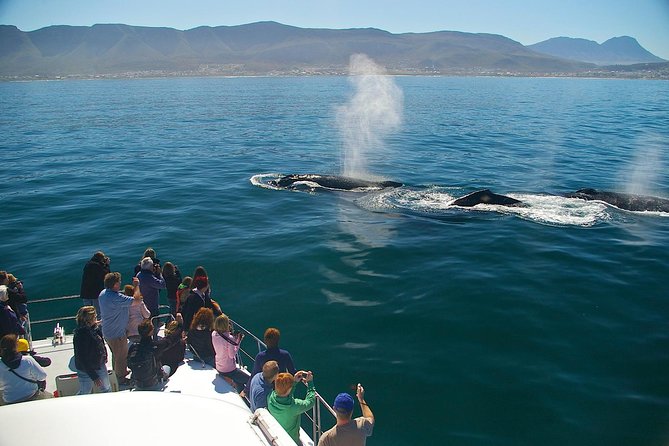 Hermanus Whale Watching & Penguins Shared Tour from Cape Town - Weather, cancellations, and practical limits