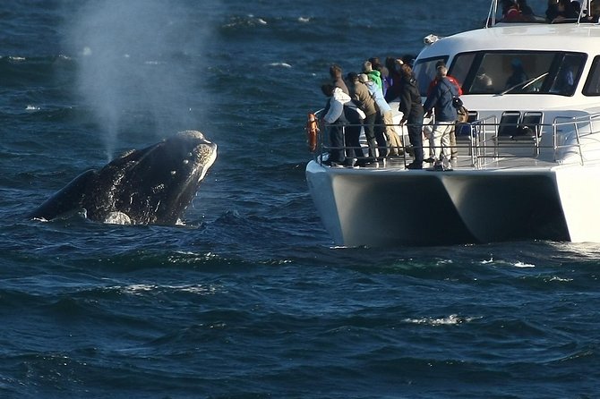 Hermanus Whale Watching Shared Boat Trip and Private Wine Tour from Cape Town - Stony Point and the African penguins