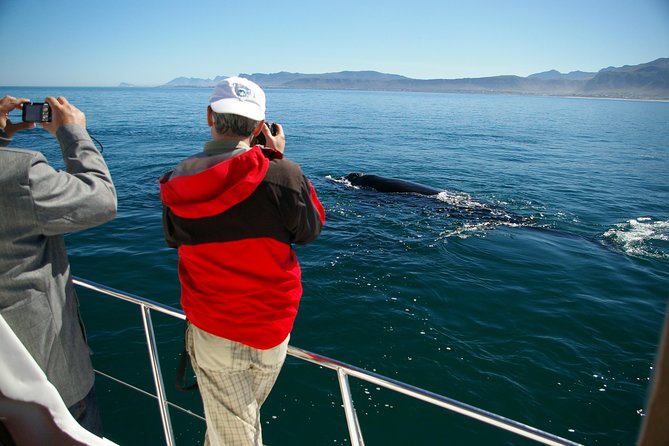 Hermanus Whale Watching Shared Boat Trip and Private Wine Tour from Cape Town - The drive back along Route 44