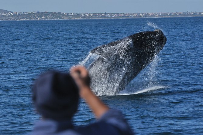 Hermanus Whale Watching Shared Boat Trip and Private Wine Tour from Cape Town - Guides make a real difference