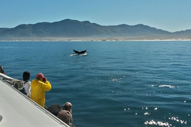 Hermanus Whale Watching Shared Boat Trip and Private Wine Tour from Cape Town - Is $242.29 good value?