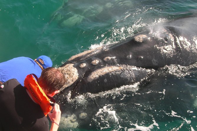 Hermanus Whale Watching Shared Boat Trip and Private Wine Tour from Cape Town - Who should book this experience?