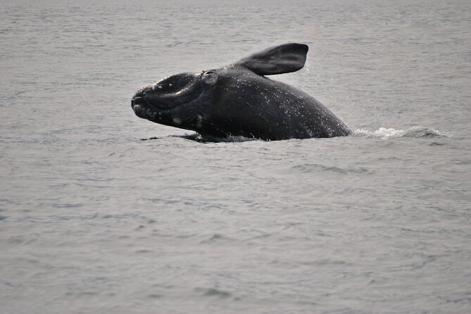 Hermanus Whales and Wine Full Day Private Tour - Key points to know before you book