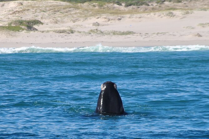 Hermanus Whales and Wine Full Day Private Tour - Who will enjoy this day most