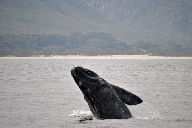 Hermanus Whales and Wine Full Day Private Tour - How to prepare for the 8:30 am start