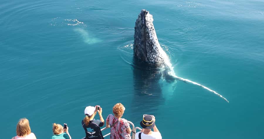 Hervey Bay 4-Hour Whale Watch Encounter - Key points at a glance
