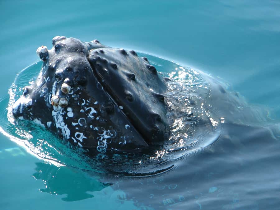 Hervey Bay 4-Hour Whale Watch Encounter - Who should book this experience?