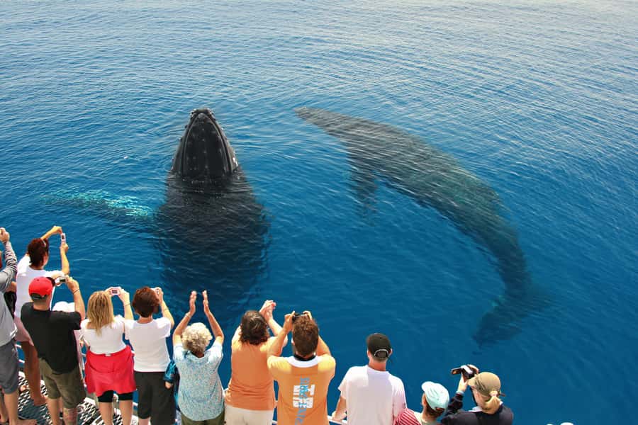 Hervey Bay 4-Hour Whale Watch Encounter - Why this Hervey Bay whale cruise is worth your time
