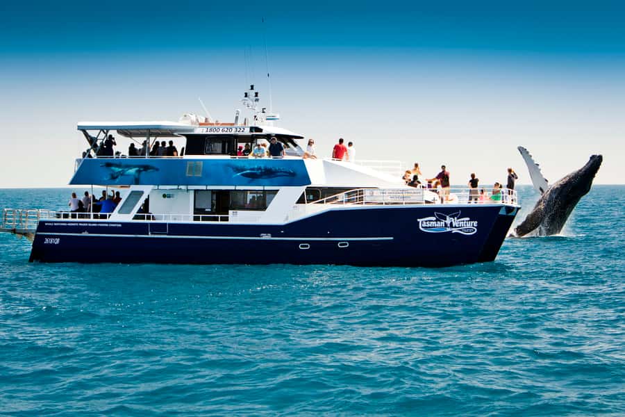 Hervey Bay 4-Hour Whale Watch Encounter - Crossing the Great Sandy Strait