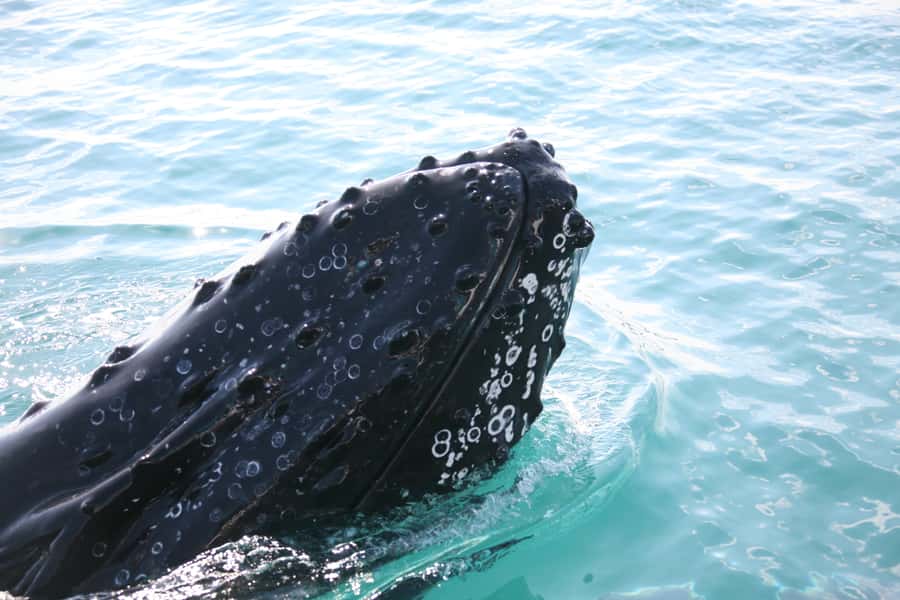 Hervey Bay 4-Hour Whale Watch Encounter - Following whales along K’gari’s western shore