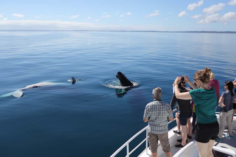 Hervey Bay 4-Hour Whale Watch Encounter - A boat built for seeing, not just getting there
