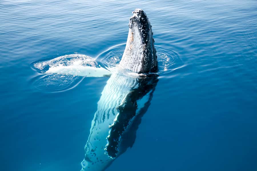 Hervey Bay 4-Hour Whale Watch Encounter - Commentary, whale sounds, and onboard food
